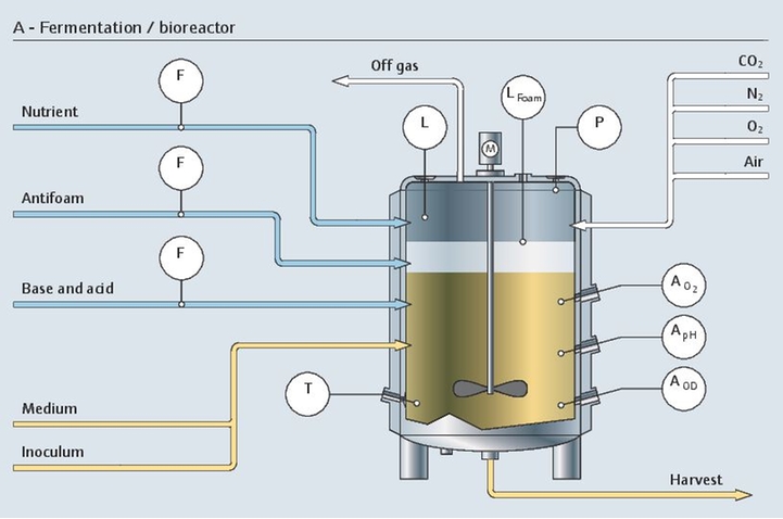 fermenteringsprocess