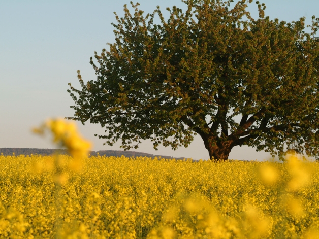 Körsbärsträd på ett blommande rapsfält.