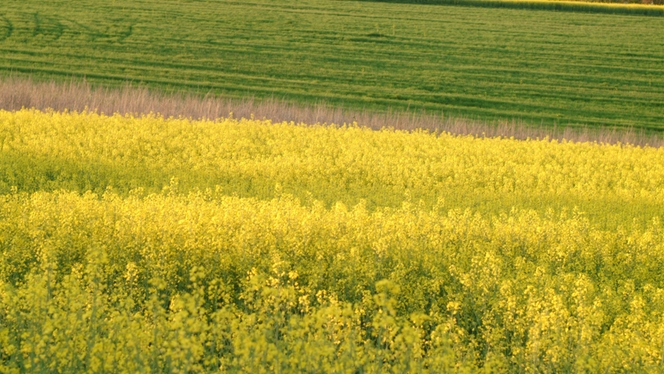 Endress+Hauser Ecovadis Premium-rapport