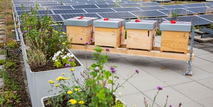 På taket till Endress+Hauser Flow bor flera av företagets egna kolonier med honungsbin