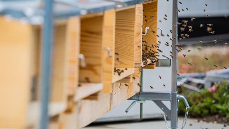 De små bina sköts av en anställd som utbildats till biodlare